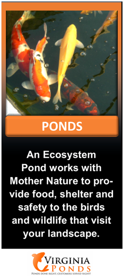 Backyard ecosystem fish ponds
